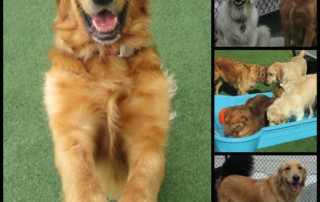 golden retriever playing in water at fetchers play and stay in olathe a dog boarding daycare and grooming facility