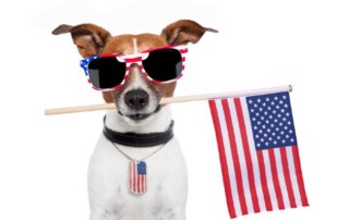 4th of july dog tips from fetchers play and stay a dog boarding grooming and daycare facility in olathe kansas