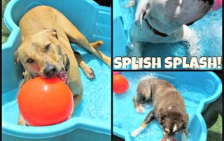 dogs play in pools at fetchers play and stay in olathe kansas a dog boarding daycare and grooming facility