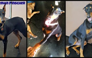 doberman pinscher at dog boarding daycare facility in olathe kansas