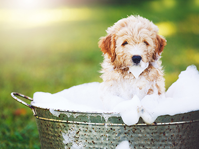 Tips On Bathing Your Dog Fetchers, Bathing Your Dog In The Bathtub